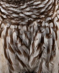 A beautiful, natureal feather pattern of the Eastern Screech Owl. Soft, brown and white feathers are a minimalistic background. © Kimberly Boyles