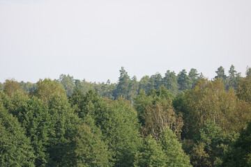 forest treetops