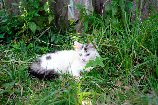 Homeless white cat walks in summer on meadow with dandelions. Concept of caring for animals, trapping animals in shelter