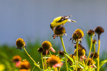 Male goldfinch looking at coneflower seeds in a garden
