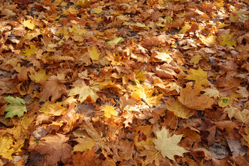 Yellow autumn leaves of maple covering ground