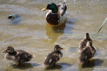 Family of Anas platyrhynchos in Varberg, Sweden