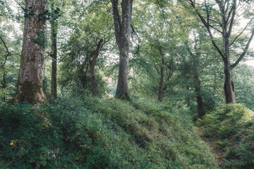 Obraz premium roundwood quay woodland cornwall england uk near trelissick 