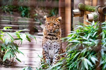 Leopard im Zoo