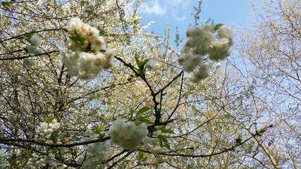 arbre en fleur spring is coming