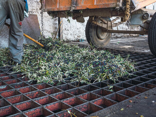 Cart unloading the olive harvest for the process of cleaning and defoliation of olives in a modern oil mill