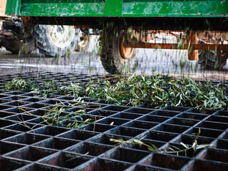 Cart unloading the olive harvest for the process of cleaning and defoliation of olives in a modern oil mill