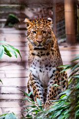Leopard im Zoo