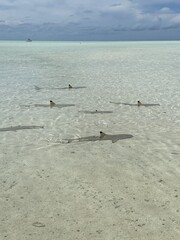 Requins pointes noires, lagon de Rangiroa, Polynésie française	