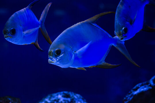 Selene fish Atlantic moonfish swarm in blue water ocean aquarium nature 