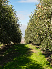 Obraz premium Mediterranean olive field with old olive tree
