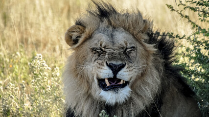 Naklejka premium Lion