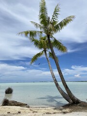 Palmier sur une plage paradisiaque à Rangiroa, Polynésie française