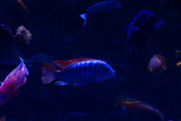 Naklejka premium Nice violet red orange colored sea aquarium fish on dark blue background