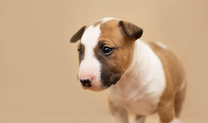 bullterrier puppy