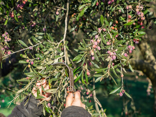 harvesting arbequina olives in an olive grove, with a comb-like tool - obrazy, fototapety, plakaty