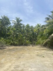 Forêt de palmiers à Rangiroa, Polynésie française	
