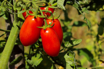 Branch of red ripe tomatoes, cropped shot. Gardening, nature, harvest concept.