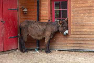 .sad donkey stands near the barn