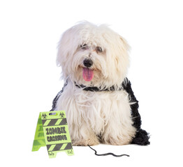 Young Maltese bichon at Halloween in front of a yellow sign