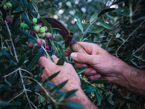 Closeup of the hands of a farmer who is harvesting arbequina olives in an olive grove, with a tool similar to a comb