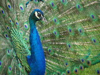 Fototapeta na wymiar The peacock