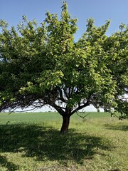 apple tree in spring