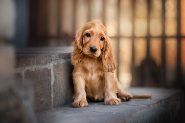 english cocker spaniel dog cute puppy lovely portrait magic light sunset orange
