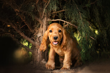 english cocker spaniel dog cute puppy lovely portrait magic light forest walk
