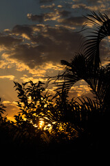 Obraz na płótnie Canvas palm tree sunset