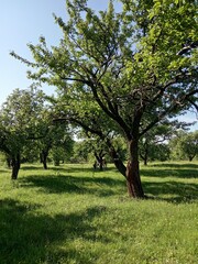 tree in the park