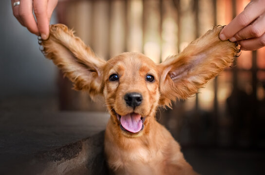 How to Treat Dog Ear Infection Without a Vet Visit The ultimate guide to treating dog ear infections without a vet - everything you need to know!