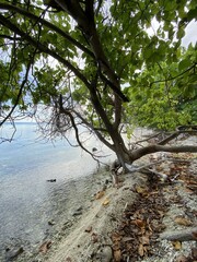 Arbre sur la plage &agrave; Rangiroa, Polyn&eacute;sie fran&ccedil;aise	