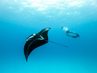 Male free diver and Giant oceanic manta ray, Manta Birostris, hovering underwater in blue ocean. Watching undersea world during adventure snorkeling tour on Maldives islands. - obrazy, fototapety, plakaty