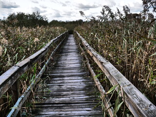 Bridge