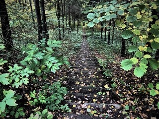 green leaves in the forest