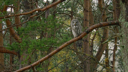 Big owl is preparing to hunt