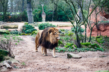 Löwe © Eduard Stebner