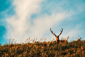 エゾシカと空