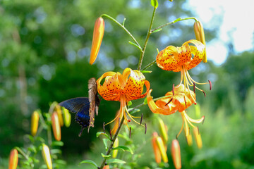 ミヤマカラスアゲハとユリ