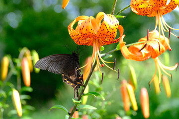 ミヤマカラスアゲハとユリ
