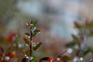 Water drops on branch autumn weather cold rain nature macro photography cloud