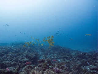 Fototapeta na wymiar サンゴ礁の海を泳ぐチョウチョウウオの群れ。和歌山県串本町