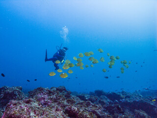 青いサンゴ礁の海でカゴカキダイの群れと泳ぐダイバー。和歌山県串本。英語名: Stripey。学名: Microcanthus strigatus (Cuvier, 1831)
