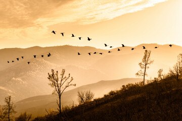Tranquil, golden eveing mood with view to the mountains and a flock of birds, California