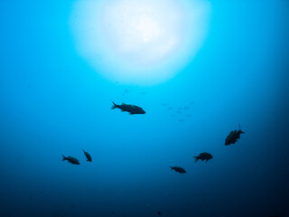 Obraz na płótnie Canvas 海底から仰みた太陽光と魚のシルエット。和歌山県串本