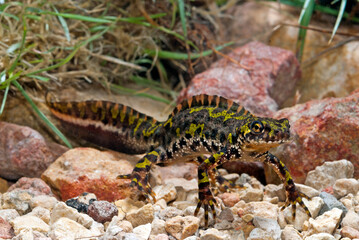 Marbled newt, male / Marmormolch, Männchen (Triturus marmoratus)