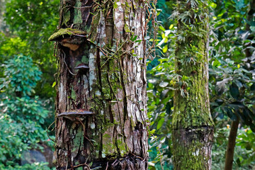 Tree trunks at the tropical rain forest, Rio de Janeiro