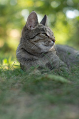 Obraz premium Allow your cat to go outside