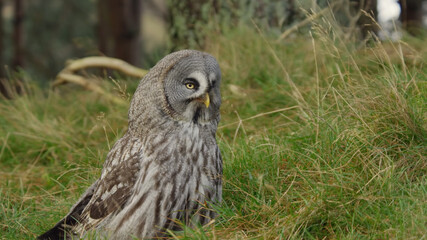 great horned owl
